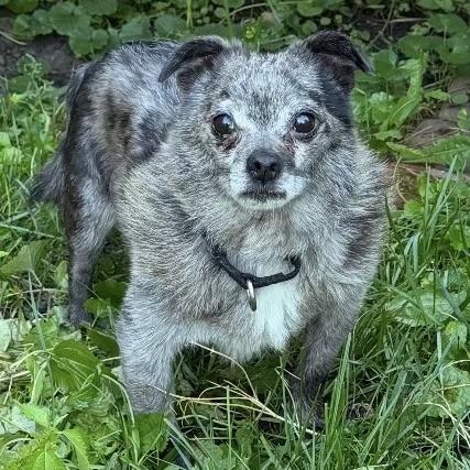 Enlarge Murphy, a Adoptable mixed breed in Libertyville, IL image 5/5