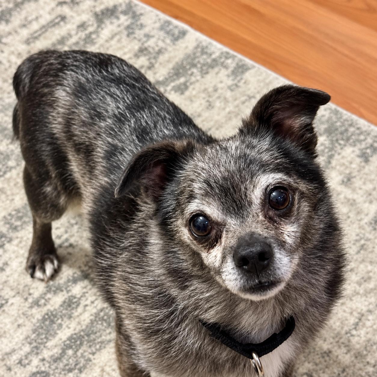 Enlarge Murphy, a Adoptable mixed breed in Libertyville, IL image 2/5