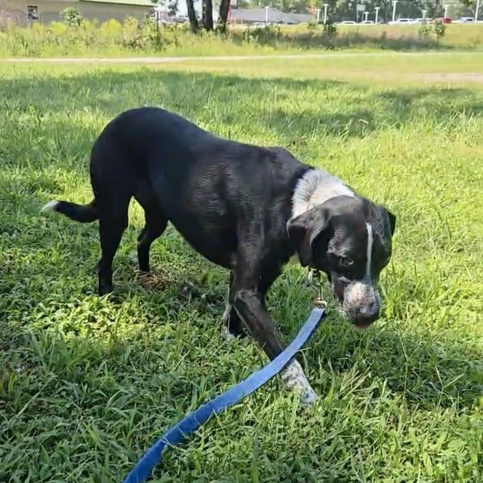 Enlarge SHAKEY, a Adoptable mixed breed in Chicopee, MA image 3/4