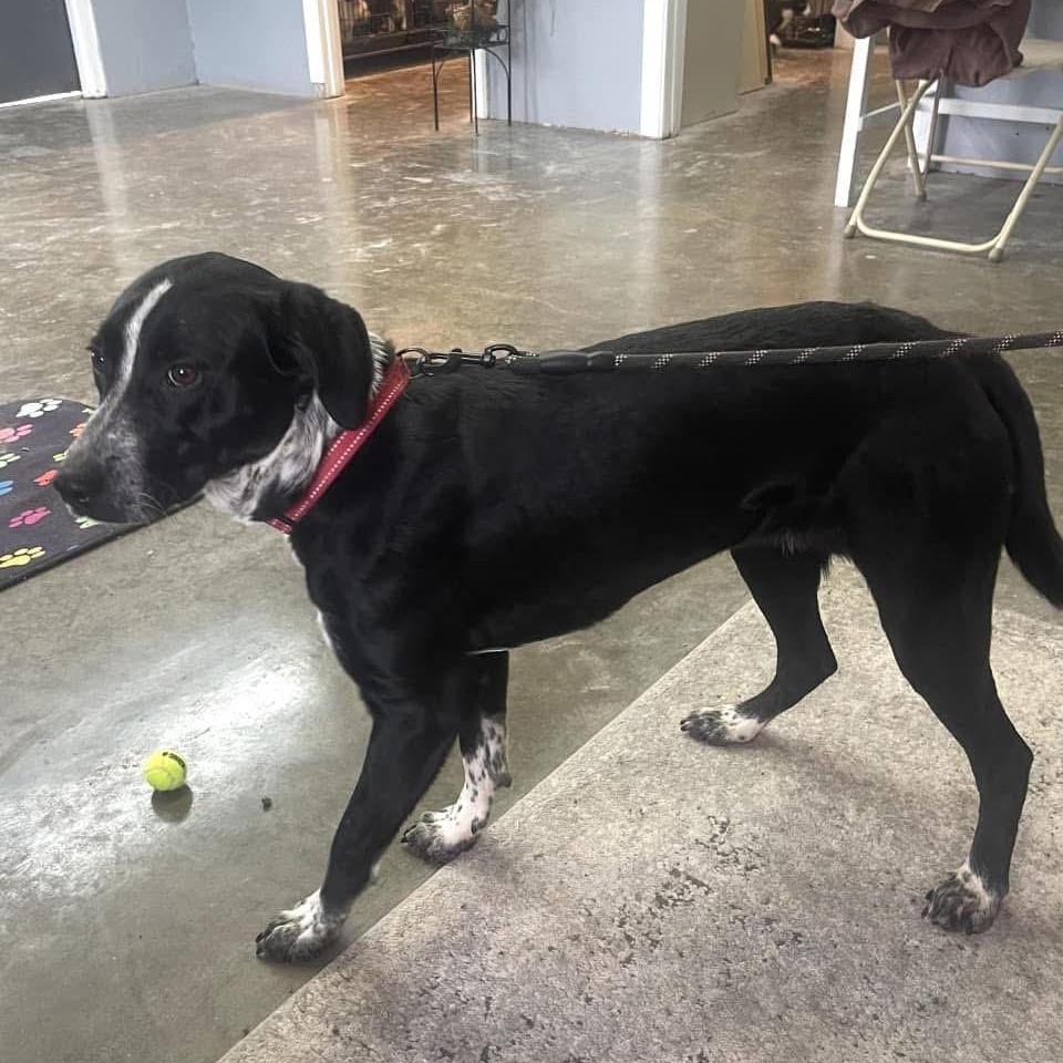Enlarge SHAKEY, a Adoptable mixed breed in Chicopee, MA image 2/4