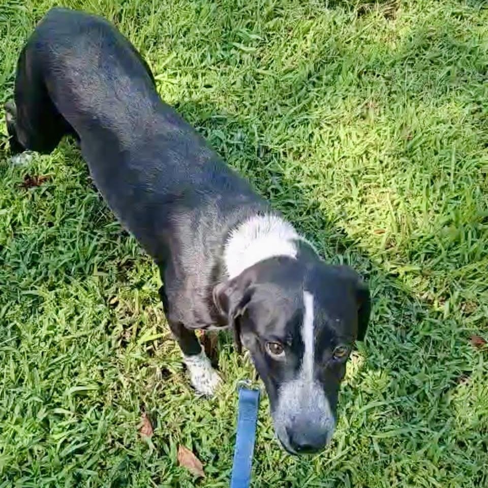 Enlarge SHAKEY, a Adoptable mixed breed in Chicopee, MA image 4/4