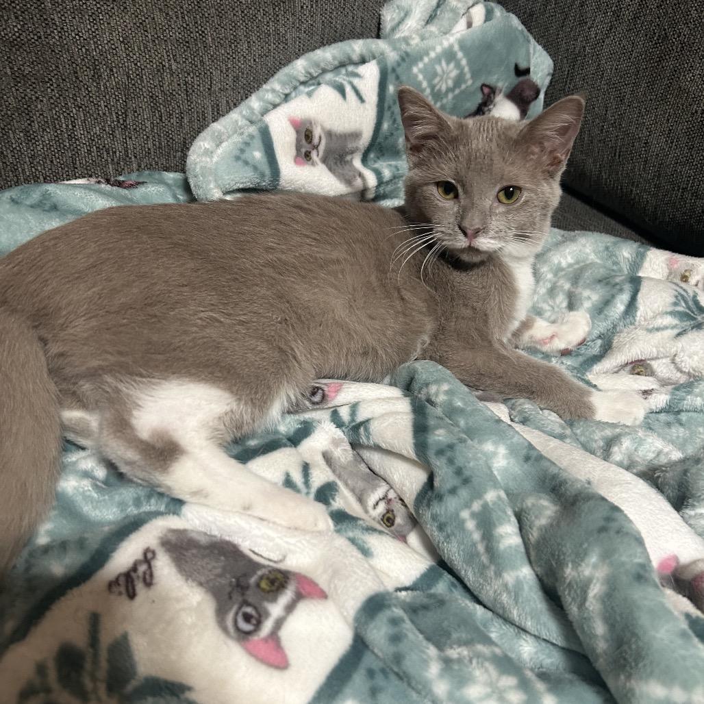 Enlarge Macaron 26-075, a Adoptable Domestic Medium Hair in Little Rock, AR image 2/6