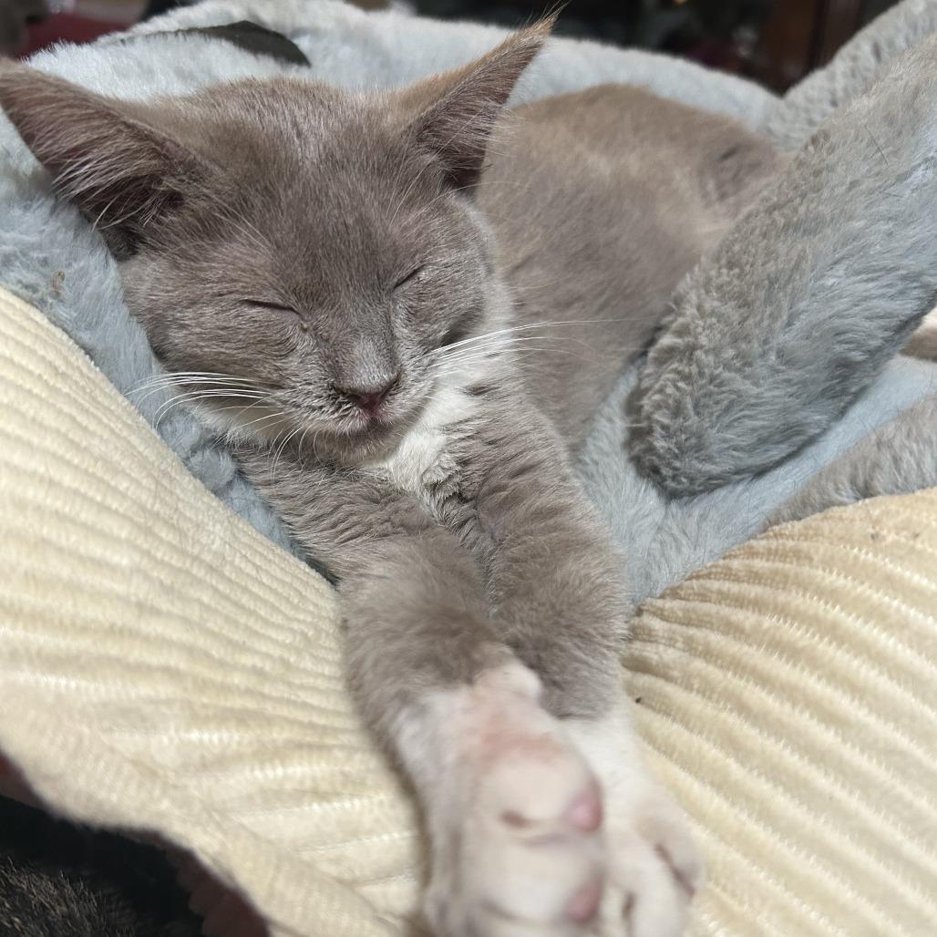 Macaron 26-075, Adoptable, Kitten Female Domestic Medium Hair.