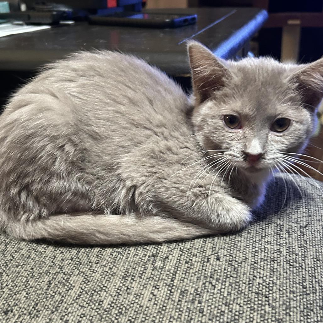 Macaron 26-075, a Adoptable Domestic Medium Hair in Little Rock, AR image 2/2