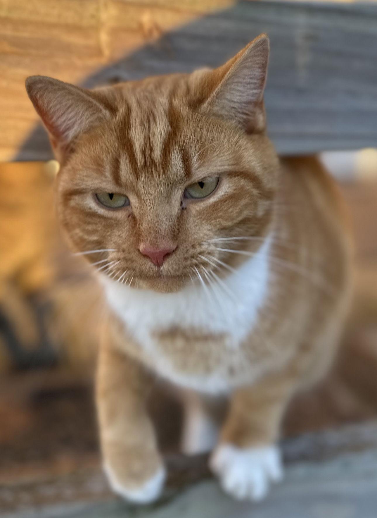 Clem, a Adoptable Domestic Short Hair in Sistersville, WV image 1/6