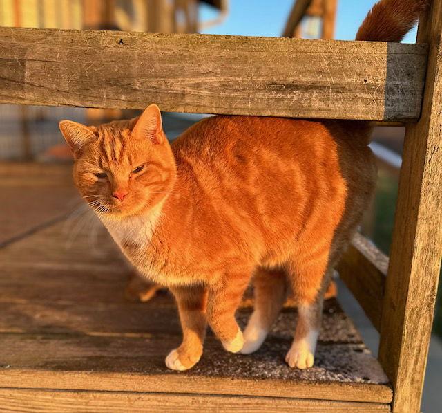 Clem, a Adoptable Domestic Short Hair in Sistersville, WV image 2/6