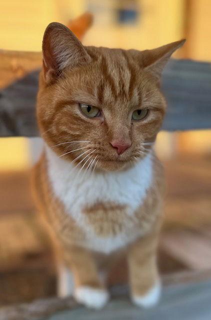 Clem, a Adoptable Domestic Short Hair in Sistersville, WV image 3/6