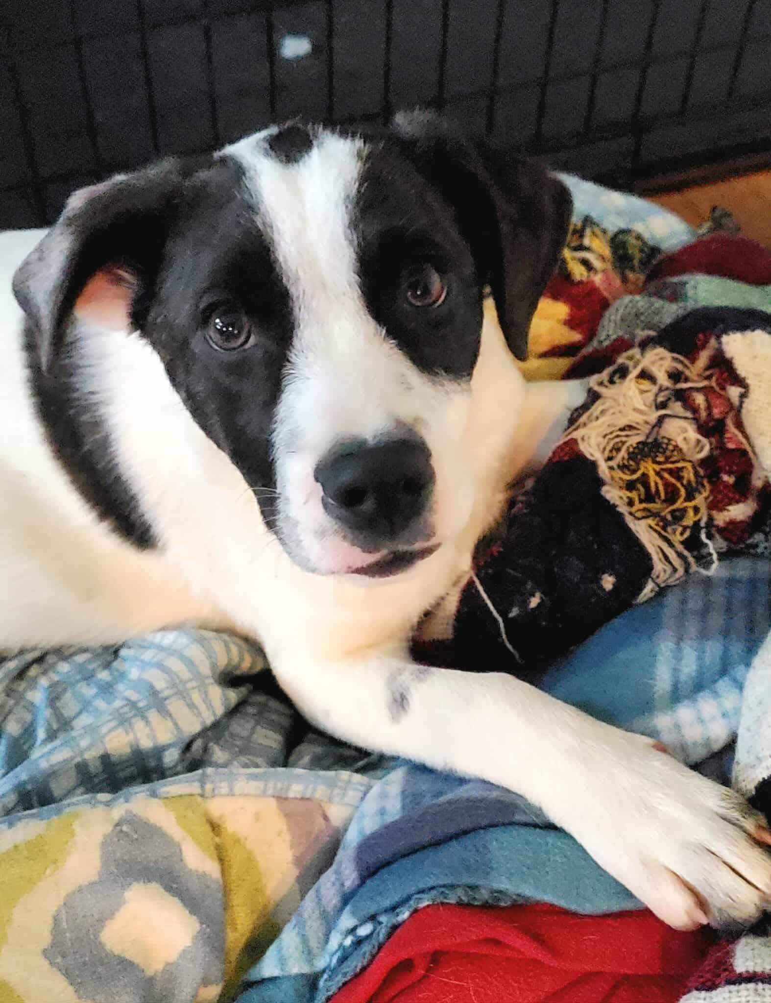 Payton, a Adoptable mixed breed in Argyle, NY image 2/6