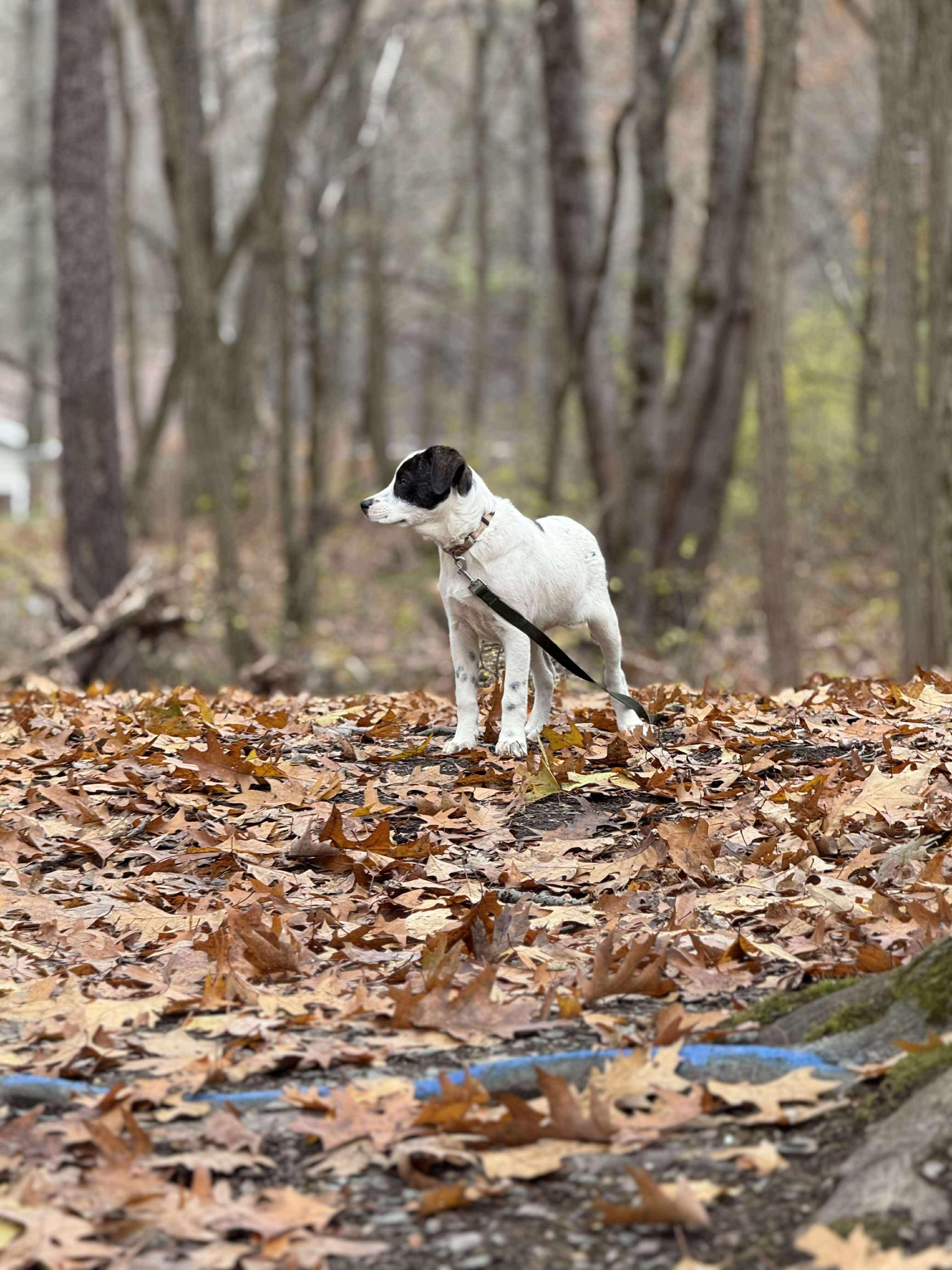 Payton, a Adoptable mixed breed in Argyle, NY image 5/6