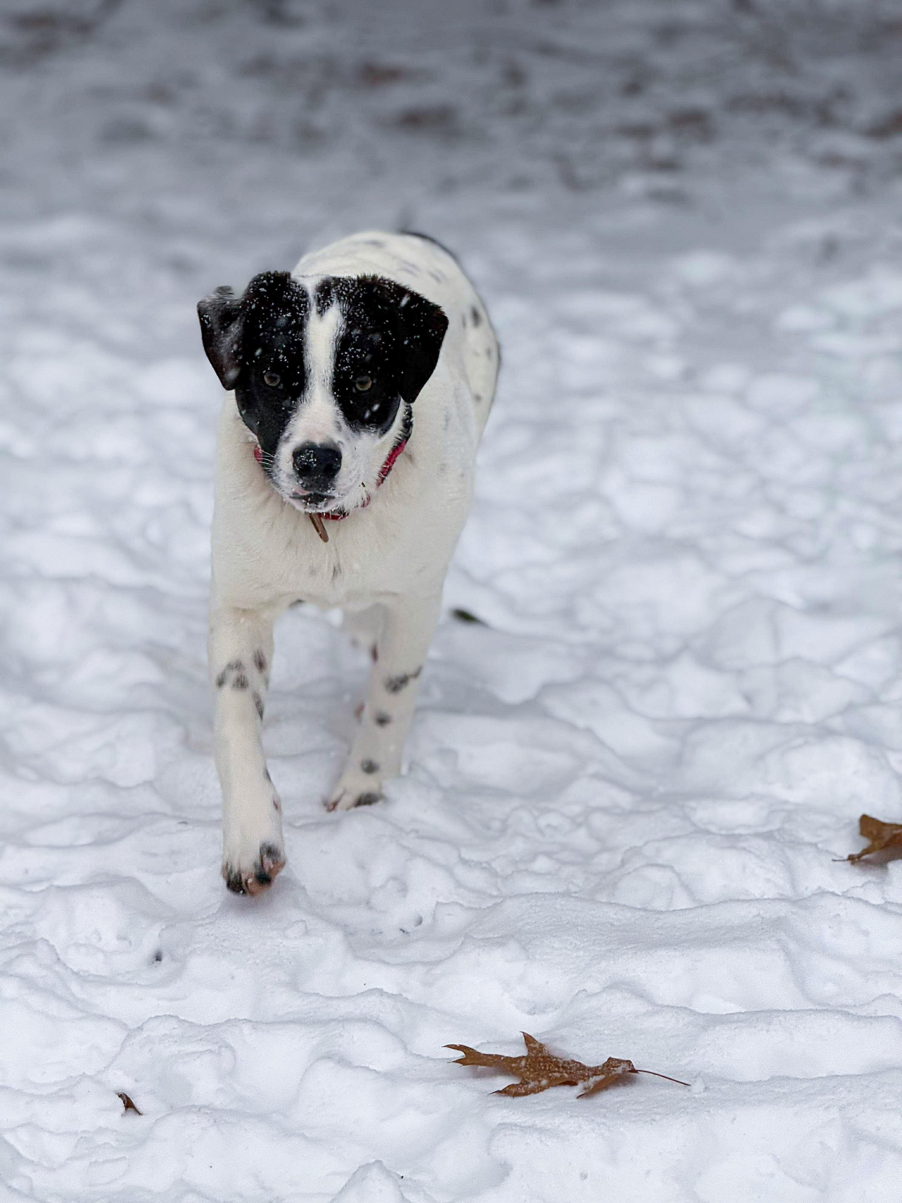 Enlarge Payton, an adopted mixed breed in Argyle, NY image 5/6