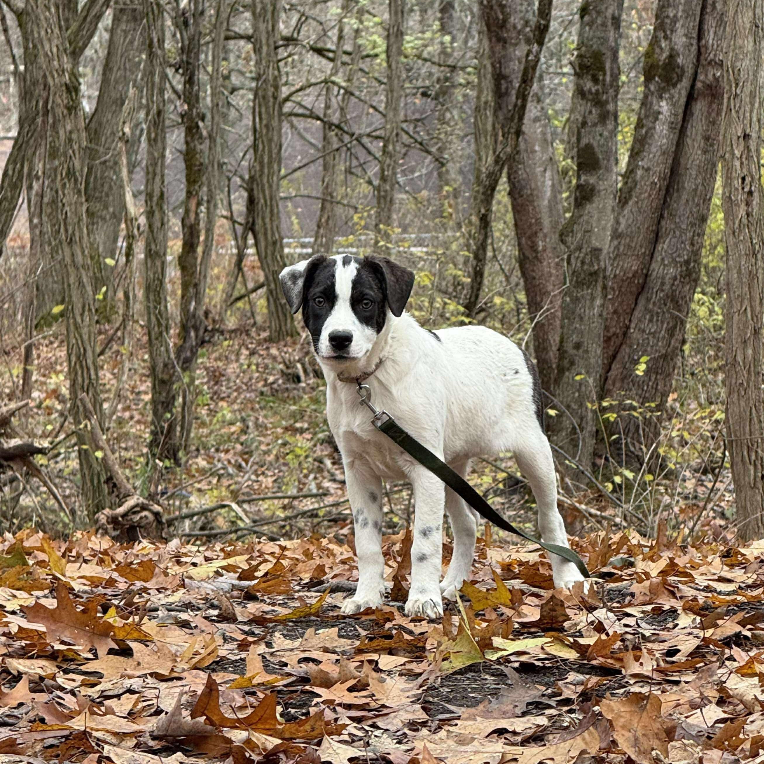 Payton, a Adoptable mixed breed in Argyle, NY image 4/6