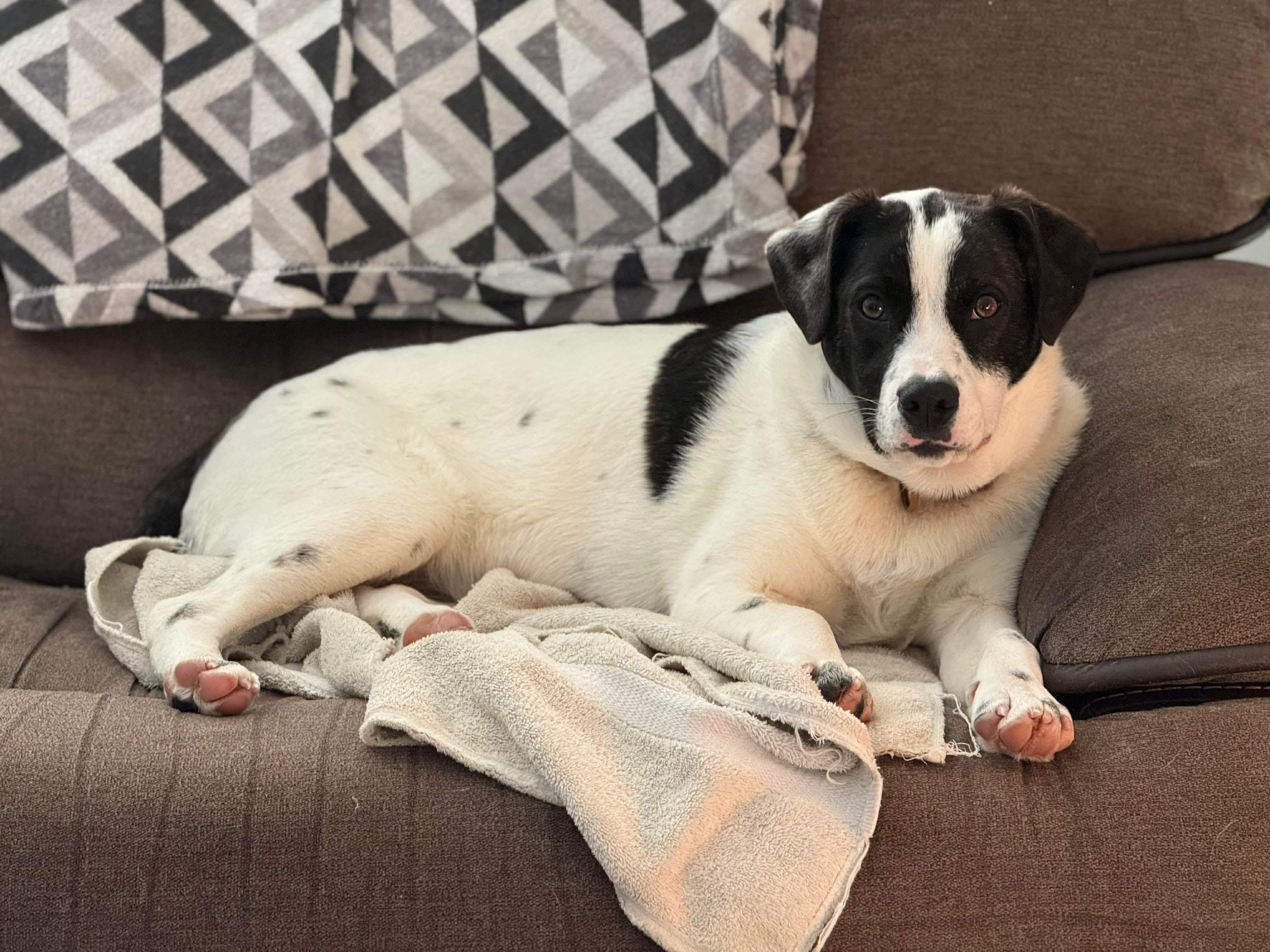 Enlarge Payton, an adopted mixed breed in Argyle, NY image 1/6