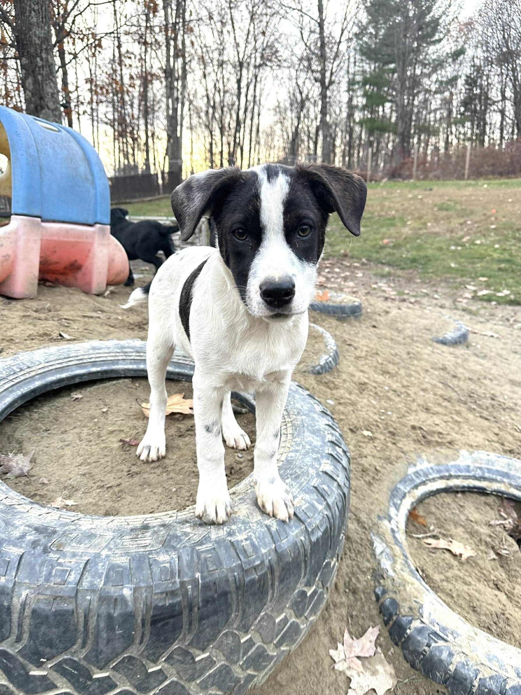 Payton, a Adoptable mixed breed in Argyle, NY image 1/6