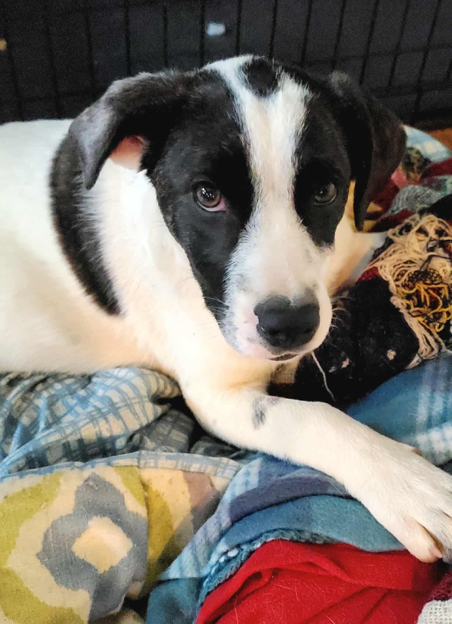 Payton, a Adoptable mixed breed in Argyle, NY image 3/6