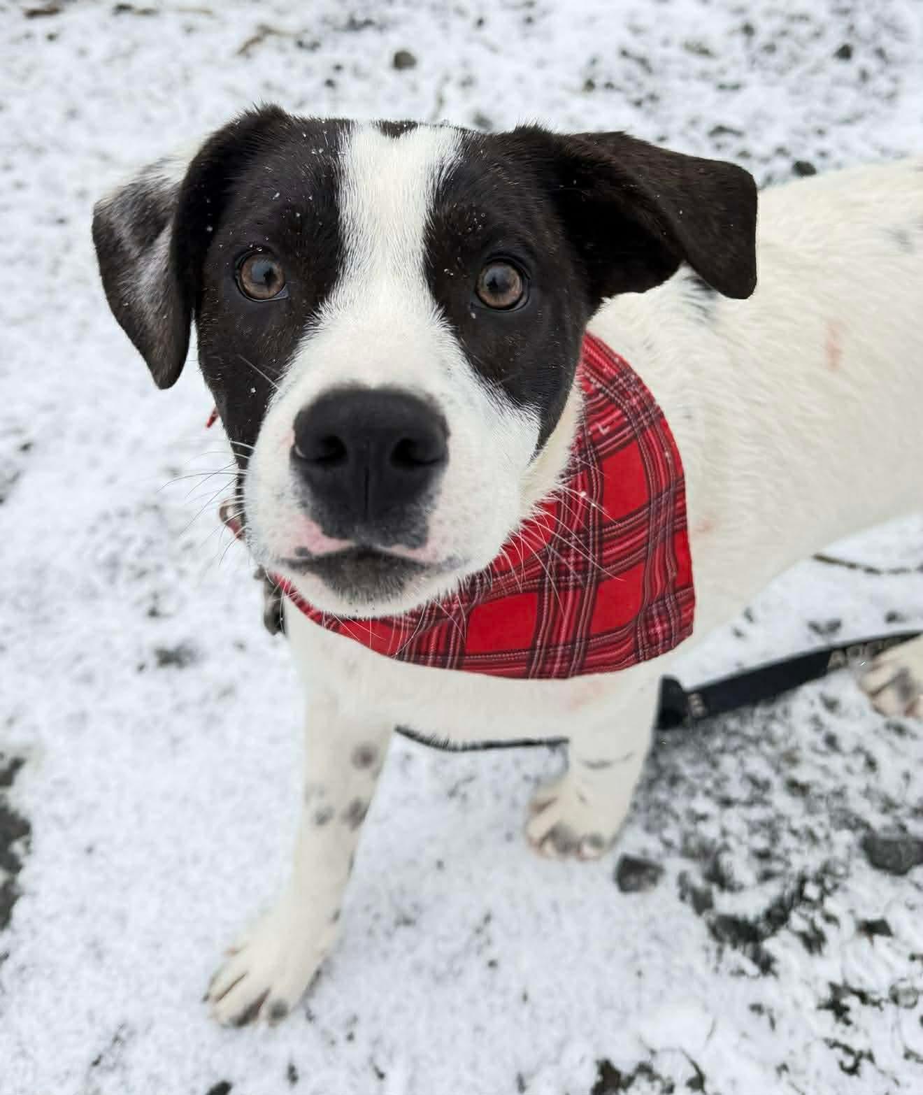 Enlarge Payton, a Adoptable mixed breed in Argyle, NY image 1/6