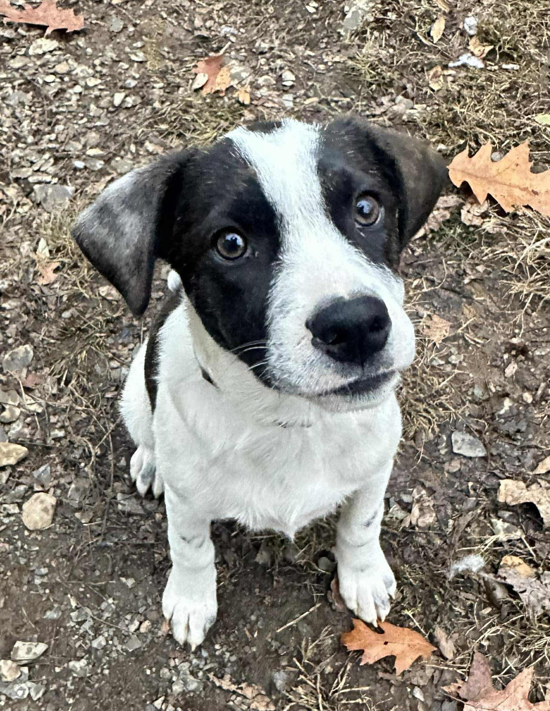 Payton, a Adoptable mixed breed in Argyle, NY image 6/6