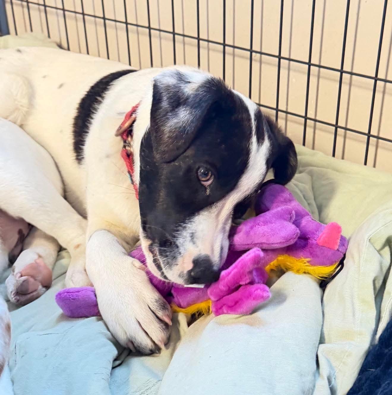 Enlarge Payton, a Adoptable mixed breed in Argyle, NY image 6/6