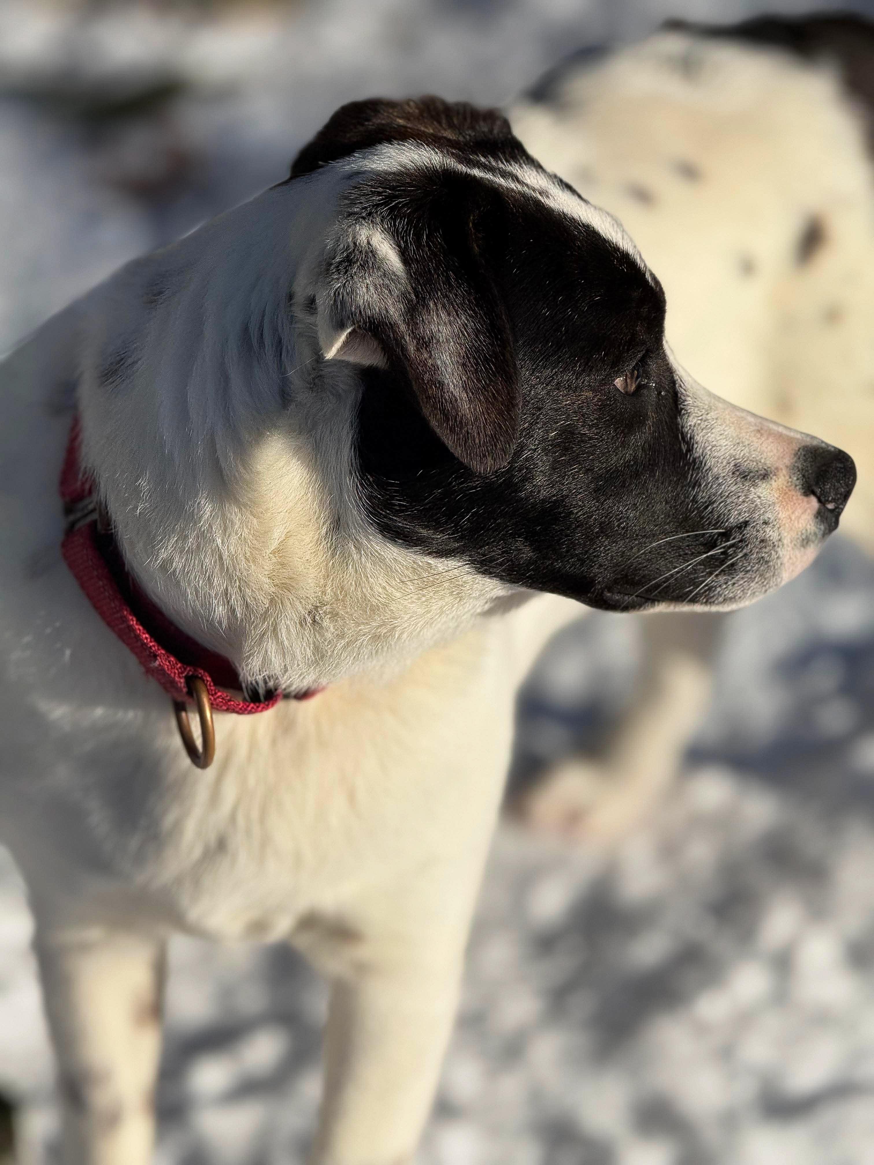 Enlarge Payton, an adopted mixed breed in Argyle, NY image 6/6