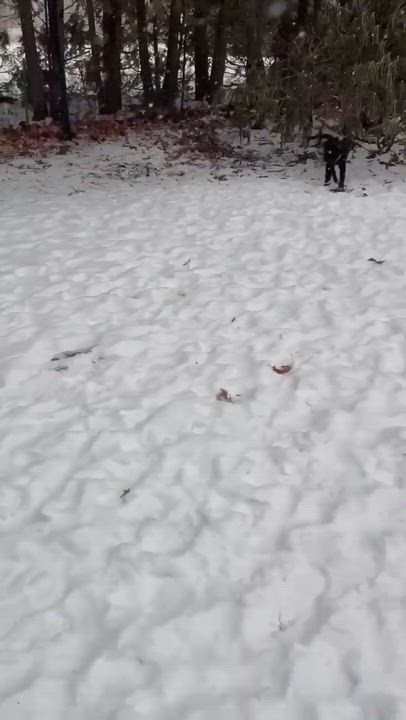 Enlarge Payton, an adopted mixed breed in Argyle, NY video 4/6