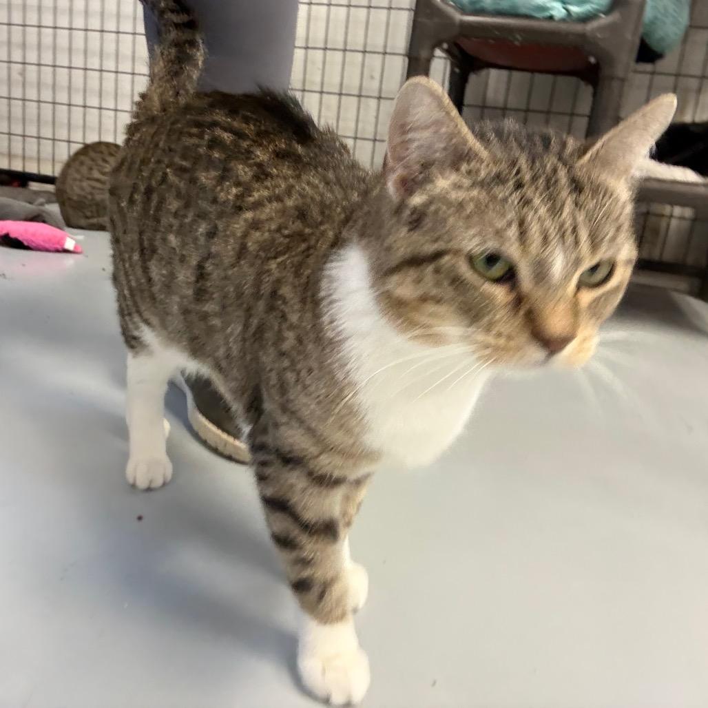 Maggie, Adoptable, Adult Female Domestic Short Hair.