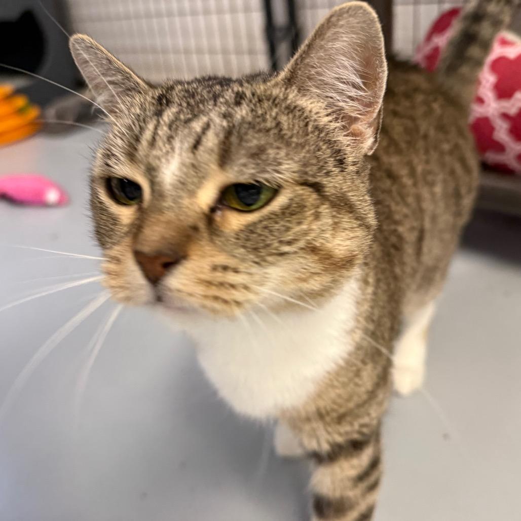 Enlarge Maggie, a Adoptable Domestic Short Hair in Carroll, IA image 2/6