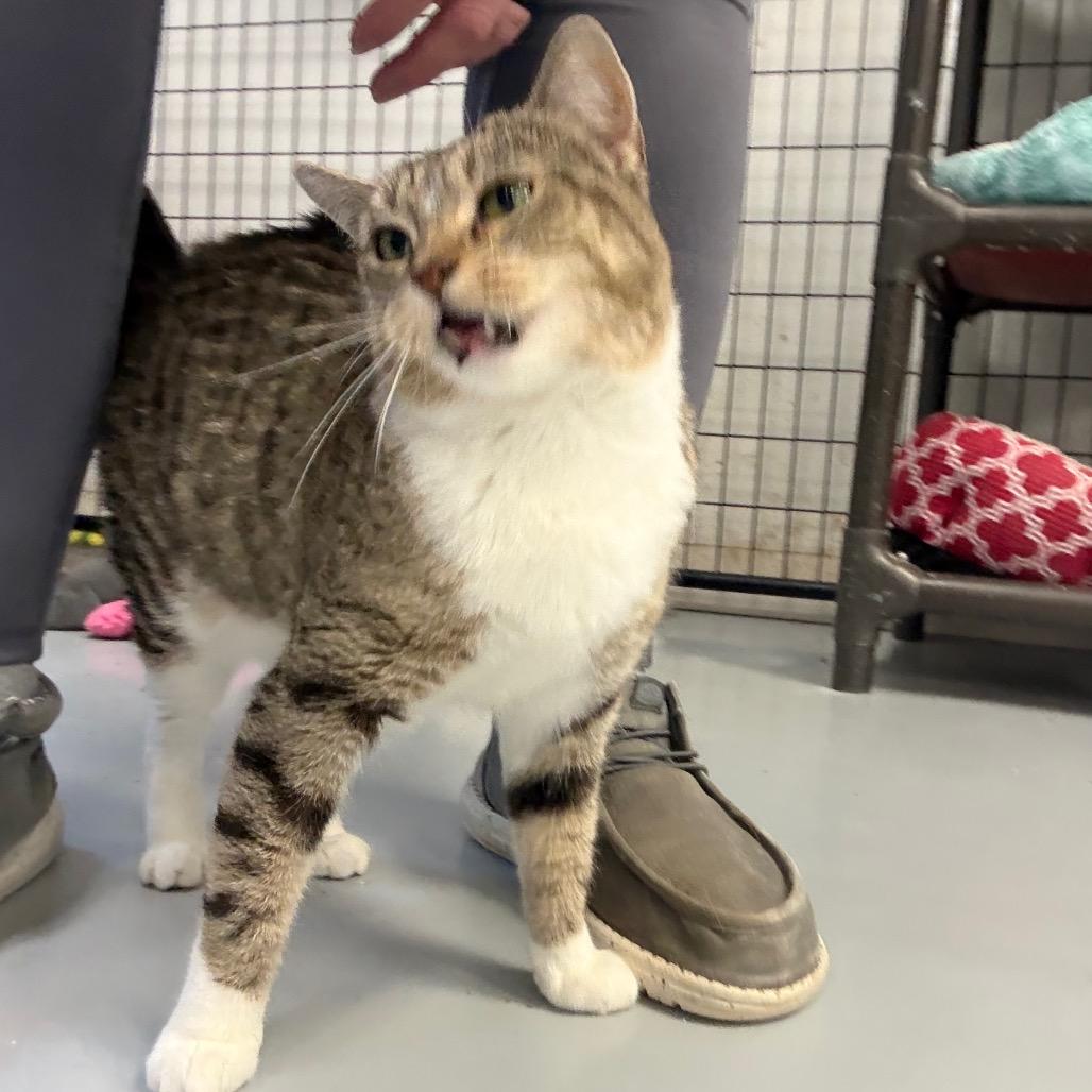 Enlarge Maggie, a Adoptable Domestic Short Hair in Carroll, IA image 3/6