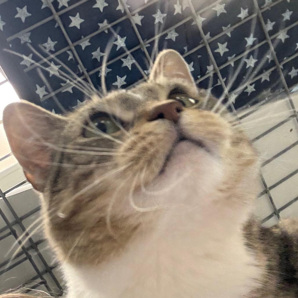 Enlarge Maggie, a Adoptable Domestic Short Hair in Carroll, IA image 4/6