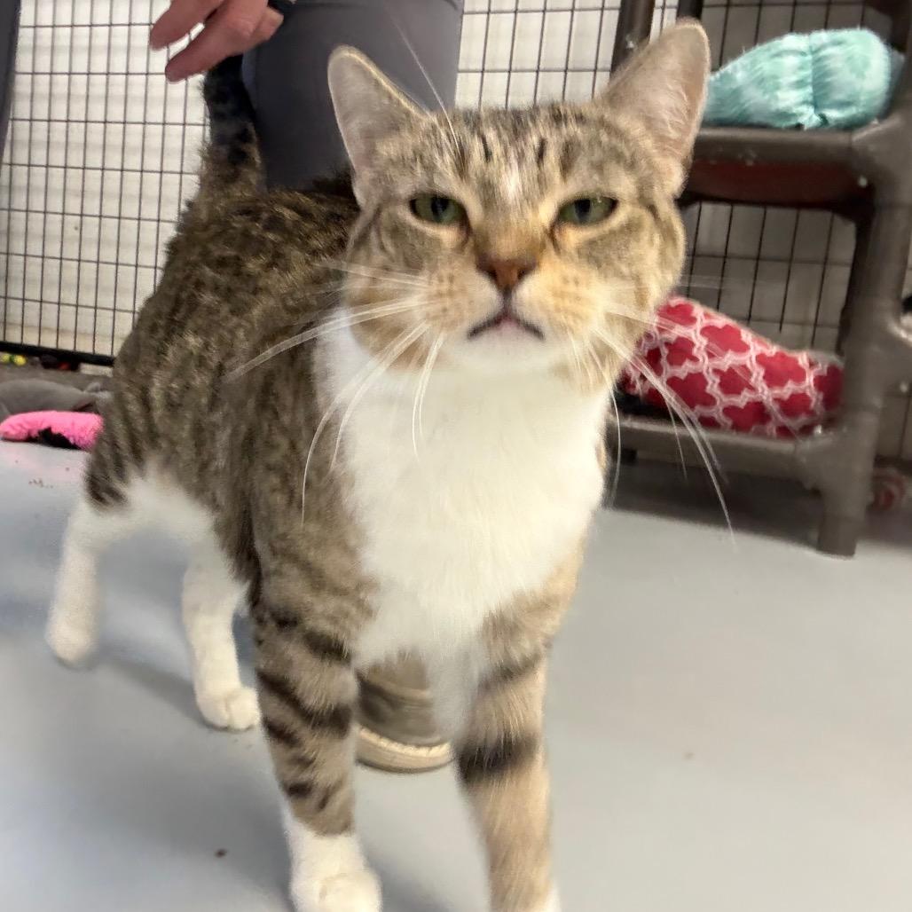 Enlarge Maggie, a Adoptable Domestic Short Hair in Carroll, IA image 6/6