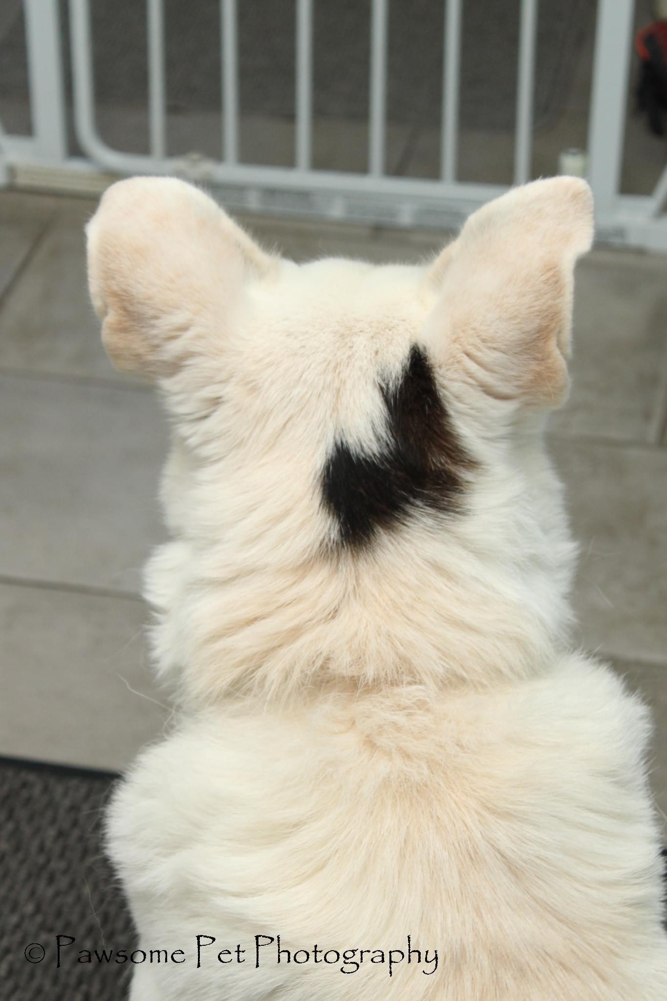 Enlarge LUNA Needs a Single Female, a Adoptable mixed breed in North York, ON image 5/6