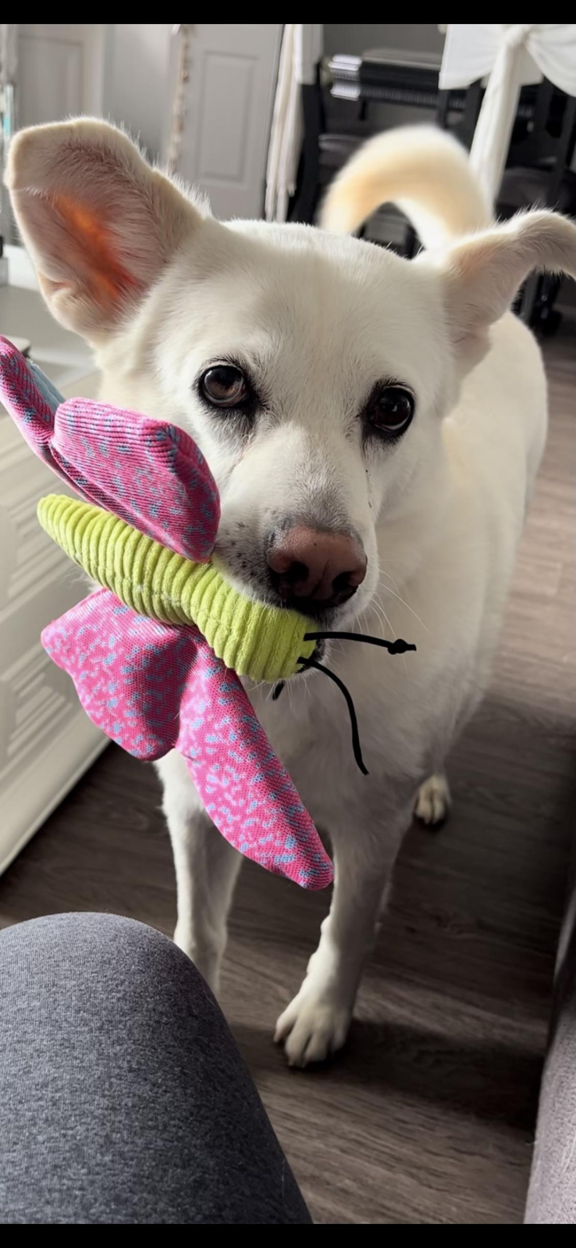 Enlarge LUNA Needs a Single Female, a Adoptable mixed breed in North York, ON image 1/6