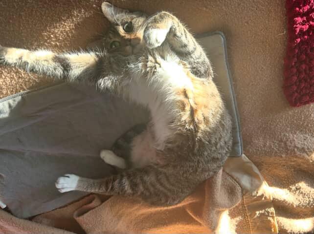 Enlarge Bri, a Adoptable Domestic Short Hair in Pacific Palisades, CA image 2/5