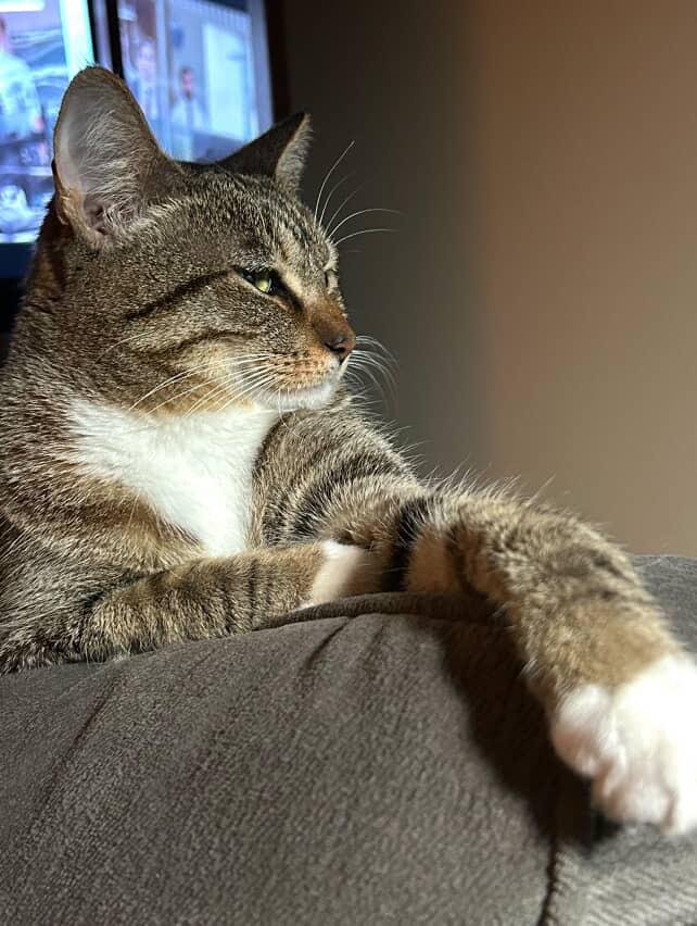 Bri, Adoptable, Adult Female Domestic Short Hair.