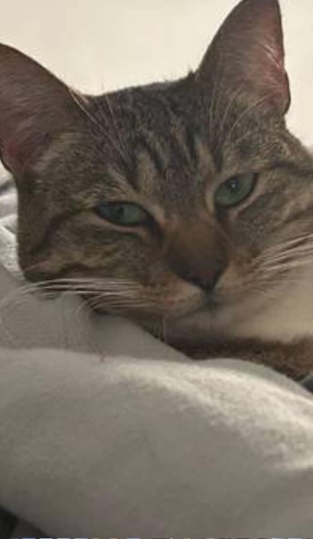 Enlarge Bri, a Adoptable Domestic Short Hair in Pacific Palisades, CA image 4/5