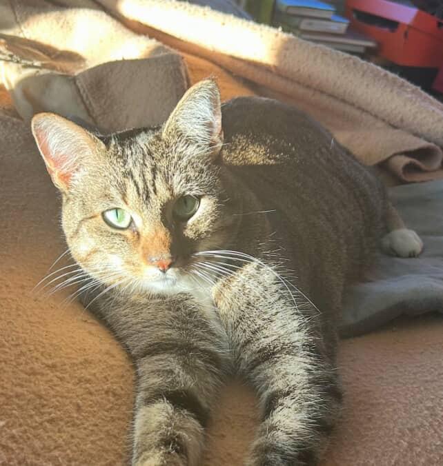 Enlarge Bri, a Adoptable Domestic Short Hair in Pacific Palisades, CA image 5/5