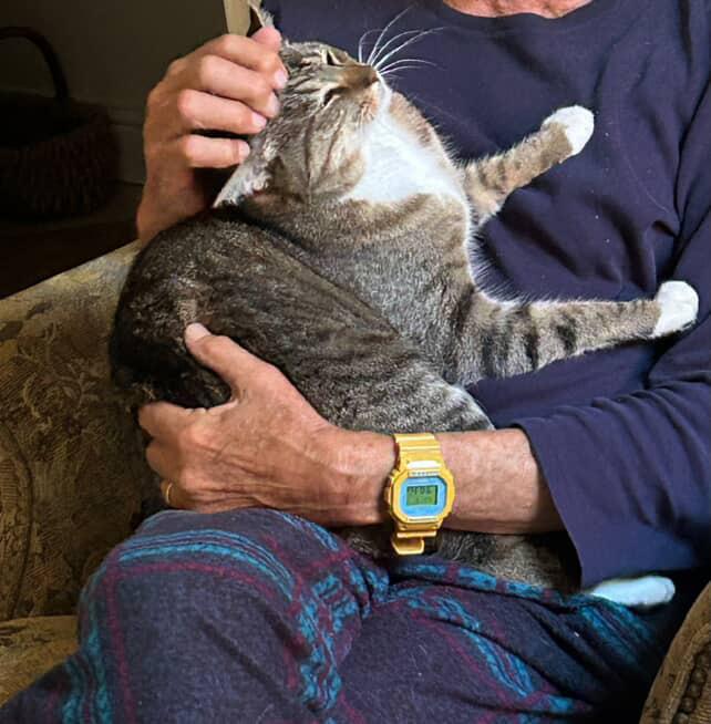 Enlarge Bri, a Adoptable Domestic Short Hair in Pacific Palisades, CA image 3/5