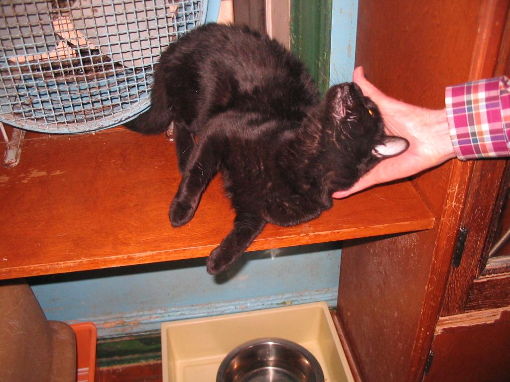 Enlarge Slate, a Adoptable Domestic Short Hair in Brooklyn, NY image 1/3