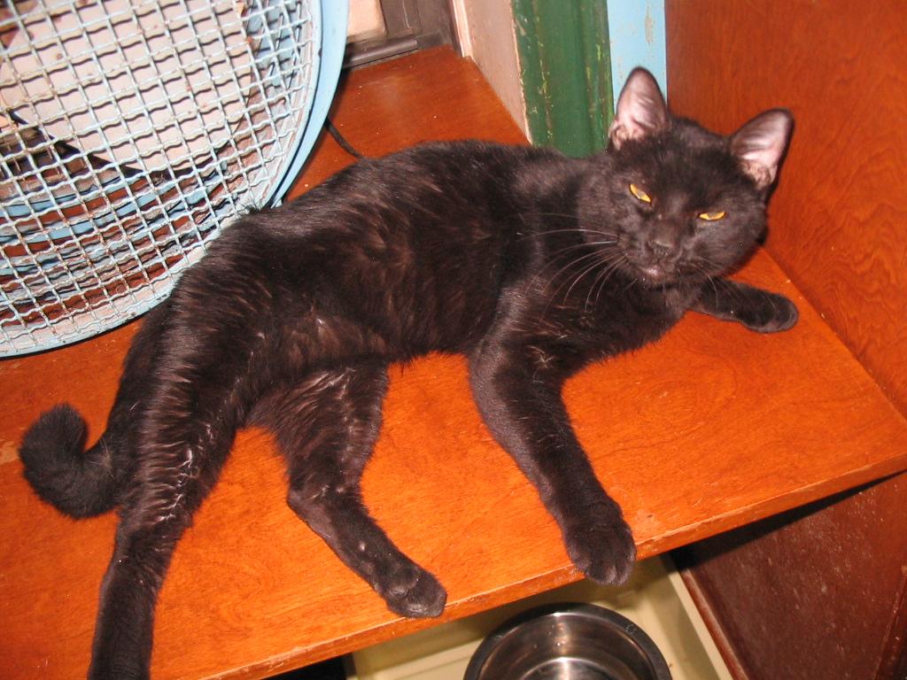 Slate, Adoptable, Adult Male Domestic Short Hair.