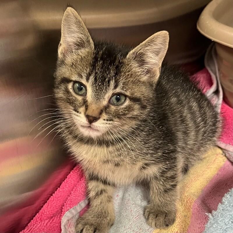 Dorito, Adoptable, Young Male Domestic Short Hair.