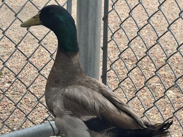 Enlarge QUACK SPARROW, a Adoptable Duck in Pueblo, CO image 1/1