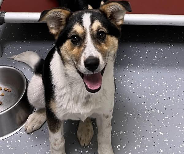 Enlarge Ruby, a ADOPTABLE Mixed Breed in Davenport, IA image 1/1