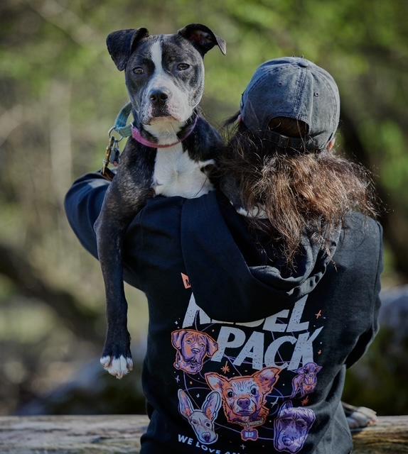 Enlarge Gigi, a Adoptable mixed breed in Chicago, IL image 2/5