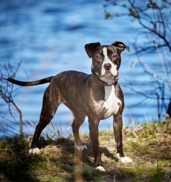 Enlarge Gigi, a Adoptable mixed breed in Chicago, IL image 3/5