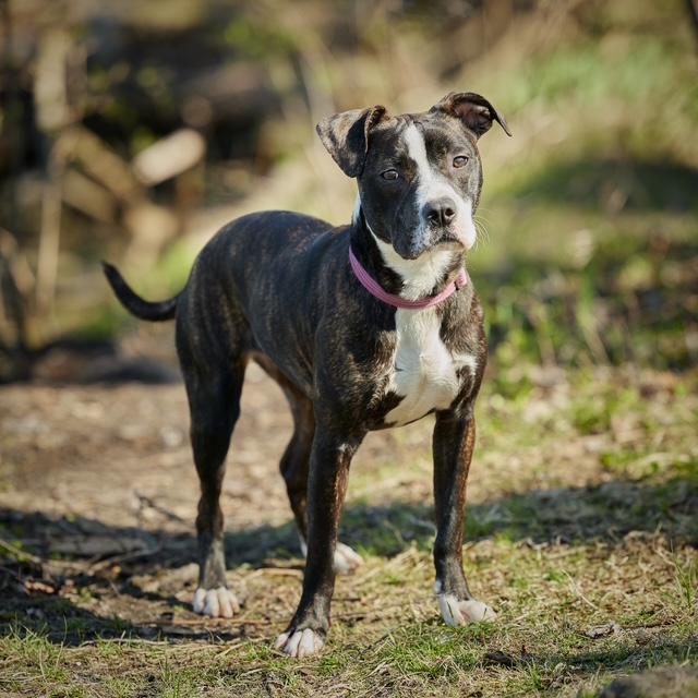 Enlarge Gigi, a Adoptable mixed breed in Chicago, IL image 4/5