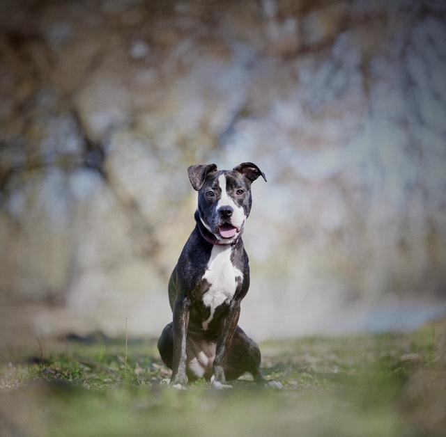 Enlarge Gigi, a Adoptable mixed breed in Chicago, IL image 5/5