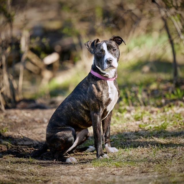 Gigi, Adoptable, Young Female Pit Bull Terrier.