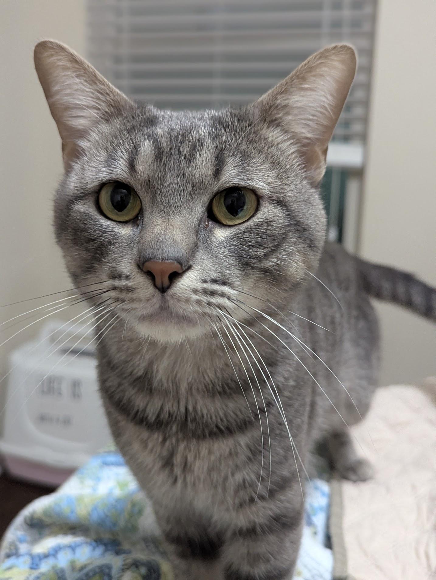 Rutherford, adopted, Adult Male Domestic Short Hair.