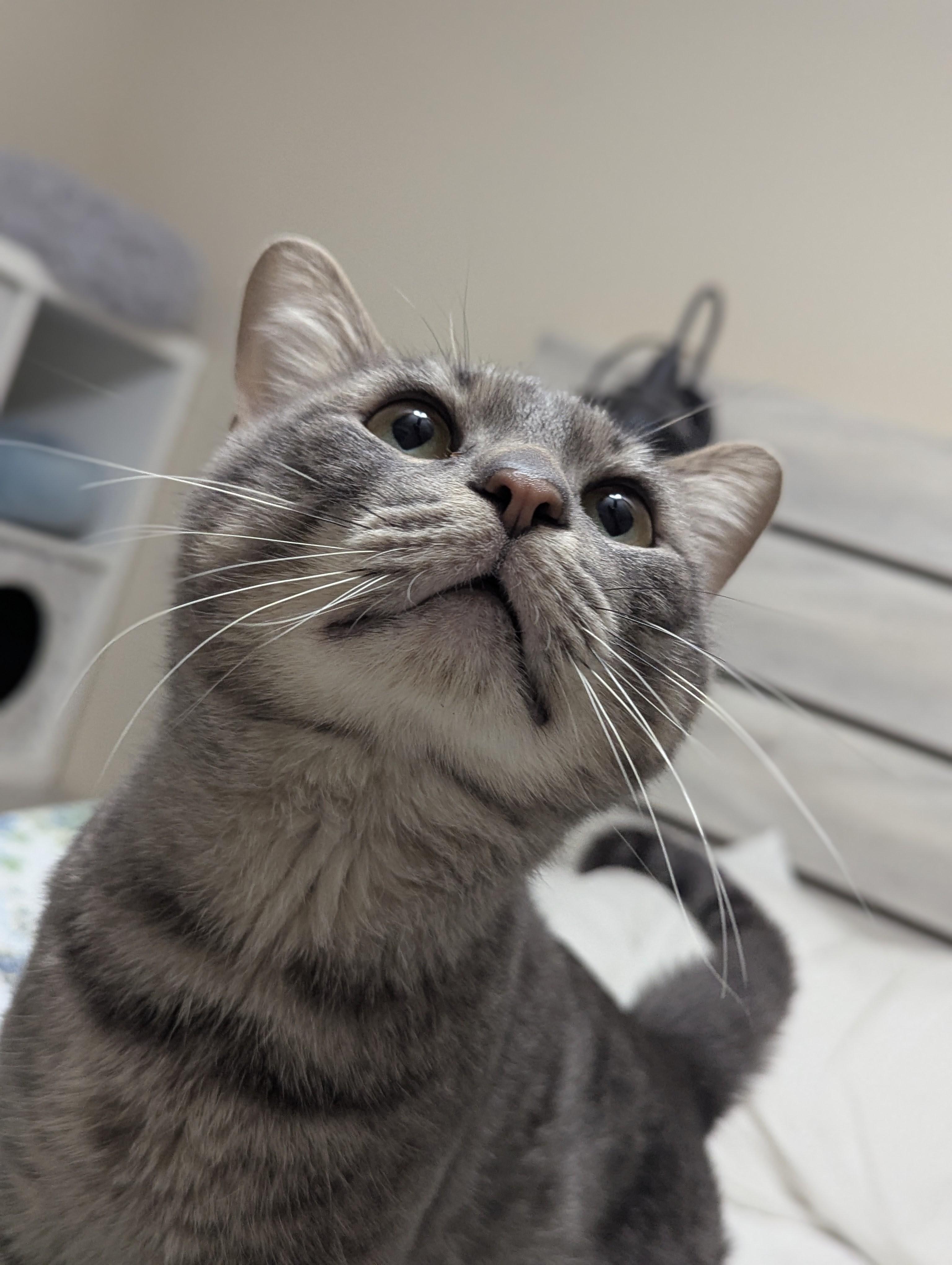 Enlarge Rutherford, an adopted mixed breed in Justin, TX image 3/5