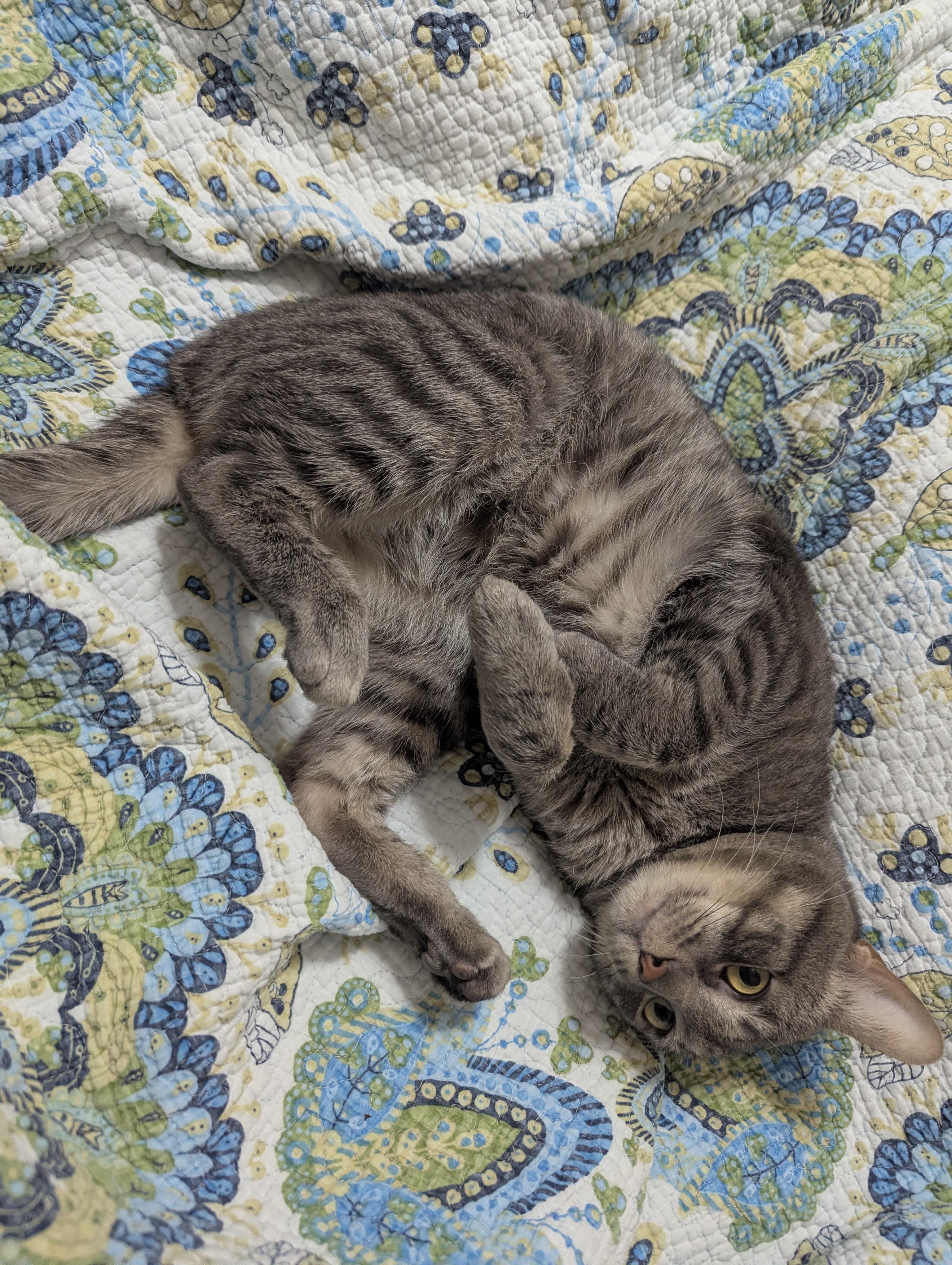 Enlarge Rutherford, an adopted mixed breed in Justin, TX image 2/5