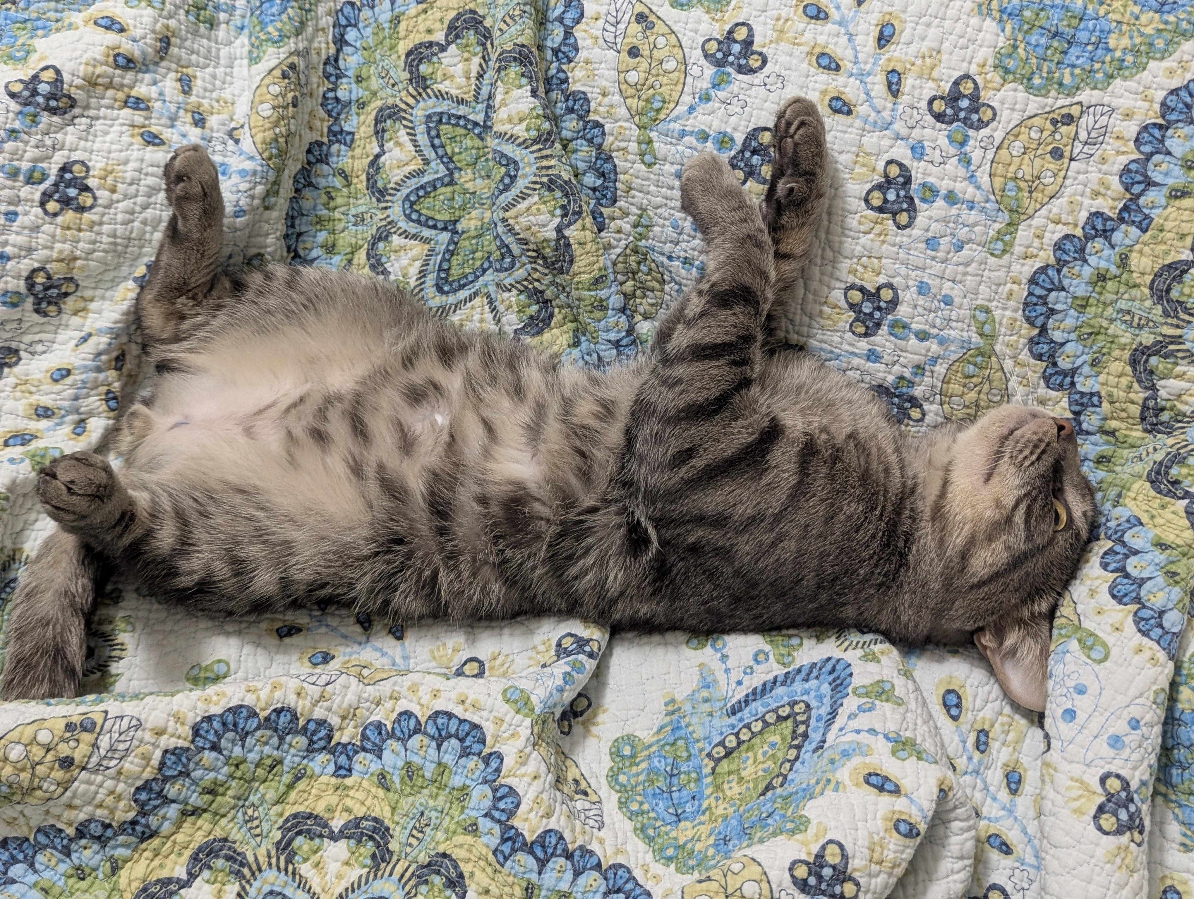 Enlarge Rutherford, an adopted mixed breed in Justin, TX image 4/5