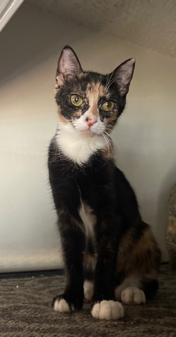 Rose , Adoptable, Young Female Calico & Domestic Short Hair.